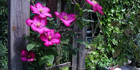 Clematis - How to Select, Grow and Prune the Queen of Vines
