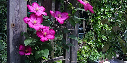 Clematis - How to Select, Grow and Prune the Queen of Vines primary image