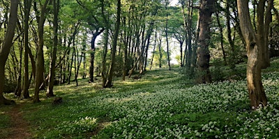 Imagem principal do evento Woodland plant identification day