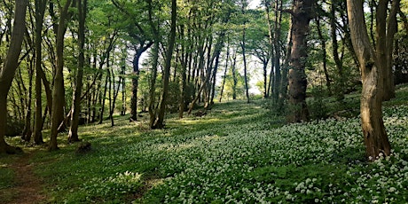 Woodland plant identification day