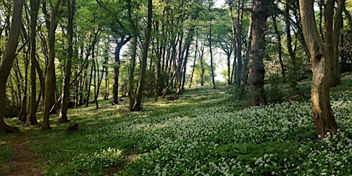 Primaire afbeelding van Woodland plant identification day