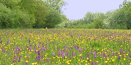 Meadow plant identification day