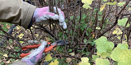 Gather plants for free: Learn propagation techniques