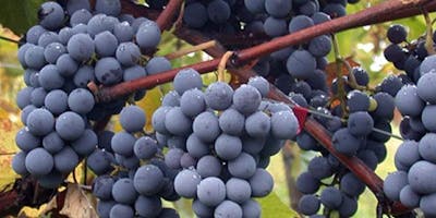 Quello strano caso del Clinto: il naturale proibito Quello strano caso del Clinto: il naturale proibito