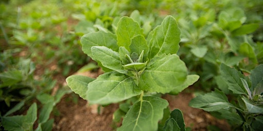 Farm walk with Tim May at Kingsclere Estates primary image