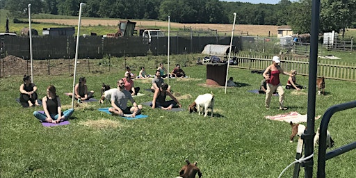 Yoga with Goats primary image