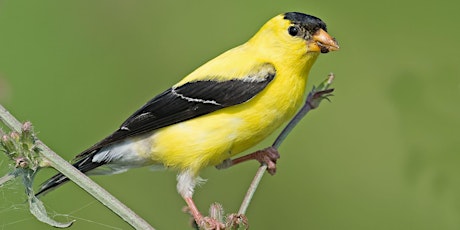 Hauptbild für Let's Go Birding - Birdwatching Walk!