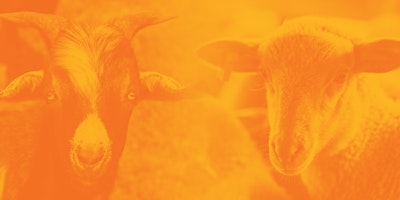 Small Ruminant Short Course and Ram/Buck Test Sale primary image