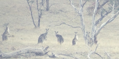 Kangaroo Management in South East NSW primary image