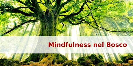 Immagine principale di Mindfulness nel Bosco 