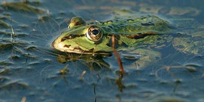 Passeggiata lungo le Risorgive alla scoperta di rettili e anfibi di casa nostra Passeggiata lungo le Risorgive alla scoperta di rettili e anfibi di casa nostra