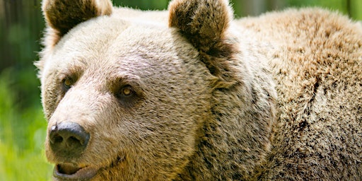 Hauptbild für Fotokurs Tierfotografie in der Wilhelma