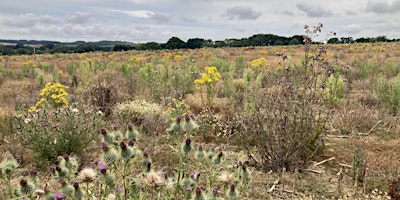 Image principale de Dawn Chorus Walk at Wild Woodbury