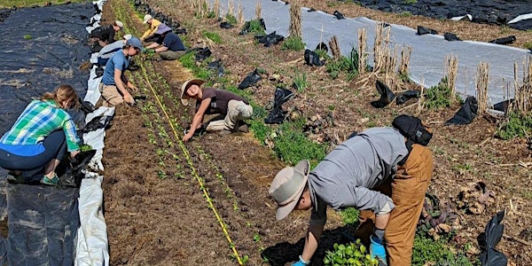 Farm Volunteer Day at Awbury Arboretum: Sweet Potato Harvest