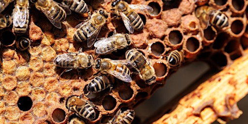 Imagen principal de Workshop bijen