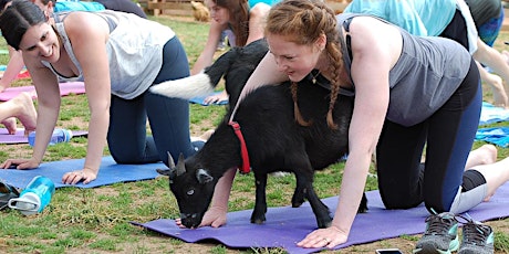 Yoga with Baby Goats at Spring Haven Farm primary image