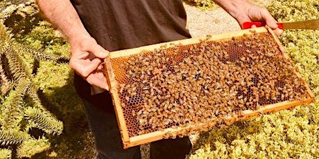 Honey Harvesting with Chris Kelly, Promise Land Apiaries