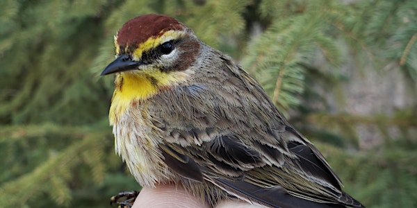 Songbird Banding  at the Beaverhill Bird Observatory (Spring 2023)