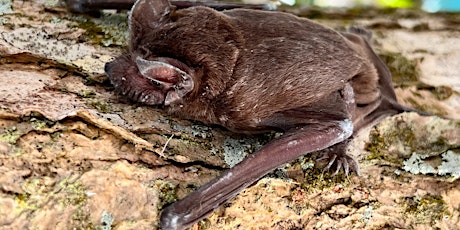 FAMILY EVENT: EcoWalk – Bats!