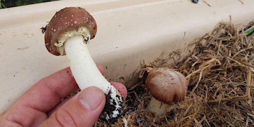 Grow your own mushrooms workshop - Narooma. primary image