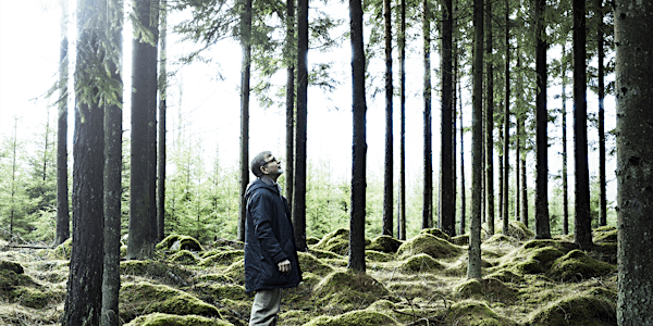 La foresta in una stanza: soluzioni di design sostenibile