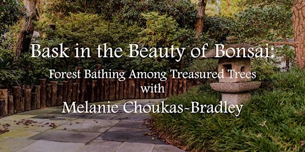 Bask in the Beauty of Bonsai: Forest Bathing Among Treasured Trees
