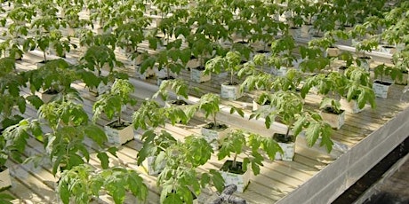 Managing Food Safety Risks In Hydroponic Operations primary image