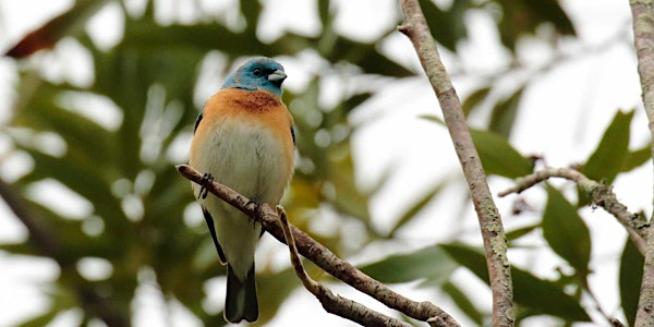 Birding West Briones Regional Park