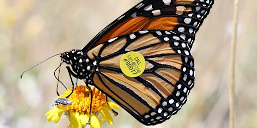 Monarch Butterfly Migration Mapping and Waystation Open House