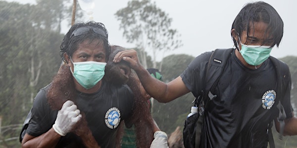 RED APE: Saving the Orangutan 