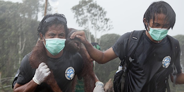 RED APE: Saving the Orangutan