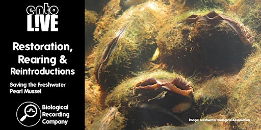 Hauptbild für Restoration, Rearing & Reintroductions: Saving the Freshwater Pearl Mussel