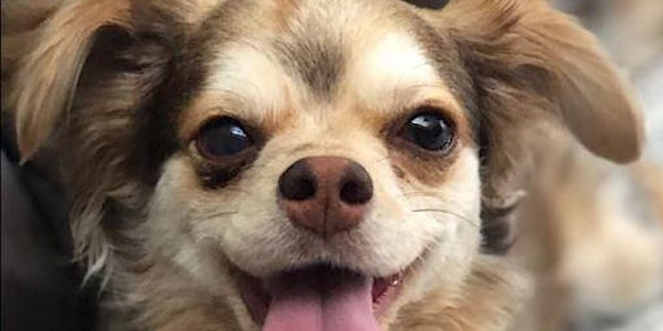 Sip & Shop Charity Market 2018 ....& Pet Adoption