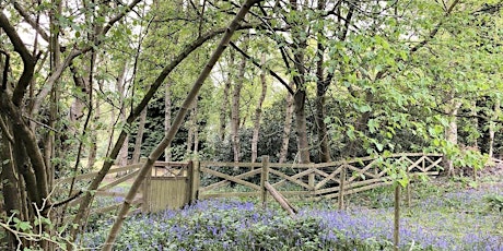 Forest Bathing in The Bluebells