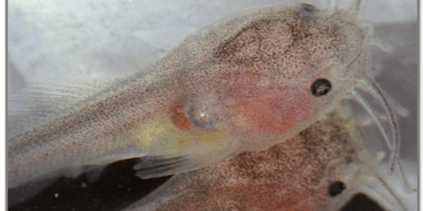 Chinese Catfish Hatchery & Spawning Workshop