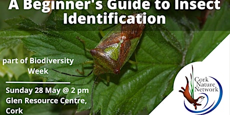 A Beginner's Guide to Insect Identification