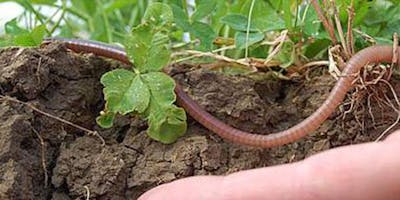 La biodiversità edafica come strumento utile all'impresa agricola La biodiversità edafica come strumento utile all'impresa agricola