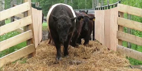 Livestock Crossings Tour