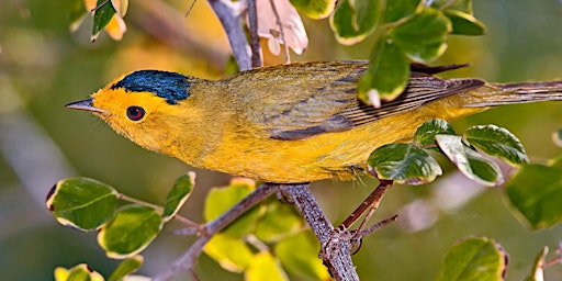 Imagem principal de Mount Auburn Cemetery Bird Walk with Peter Alden - May 18th