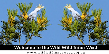 Wild Wild Inner West: Wattle we do about your garden? primary image