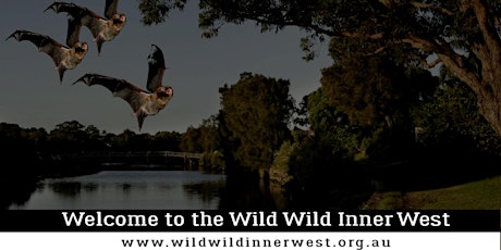 Wild Wild Inner West: Micro Bat Walk & Survey primary image