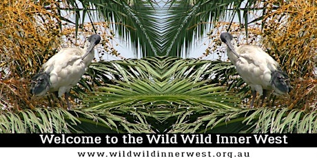Wild Wild Inner West: I Bin Chicken You Out primary image