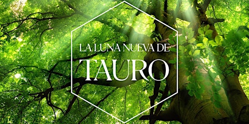 Luna Nueva de Tauro  con Batsheva Meron | Argentina primary image