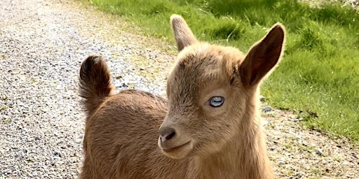 Imagem principal de Goat Yoga Nashville-Berry Farms (South Franklin, TN)