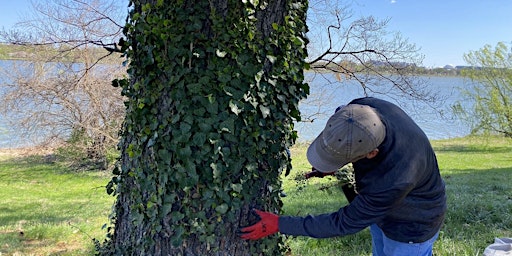 Vegetation Trimming and English Ivy Removal south of  Memorial Bridge primary image