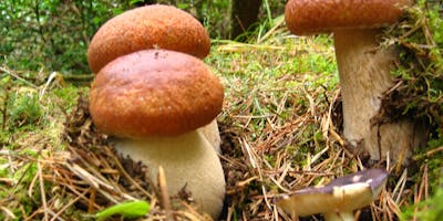 Https%3a%2f%2fcdn.evbuc.com%2fimages%2f49380136%2f61086788071%2f1%2foriginal