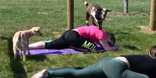 hagerstown md goat yoga events eventbrite