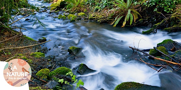 Le Muhlbach, un ruisseau plein de vie à Chalampé