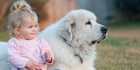 Dog Meets Baby Seminar Via ZOOM