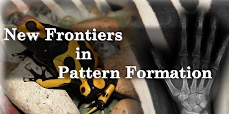 New Frontiers in Pattern Formation primary image